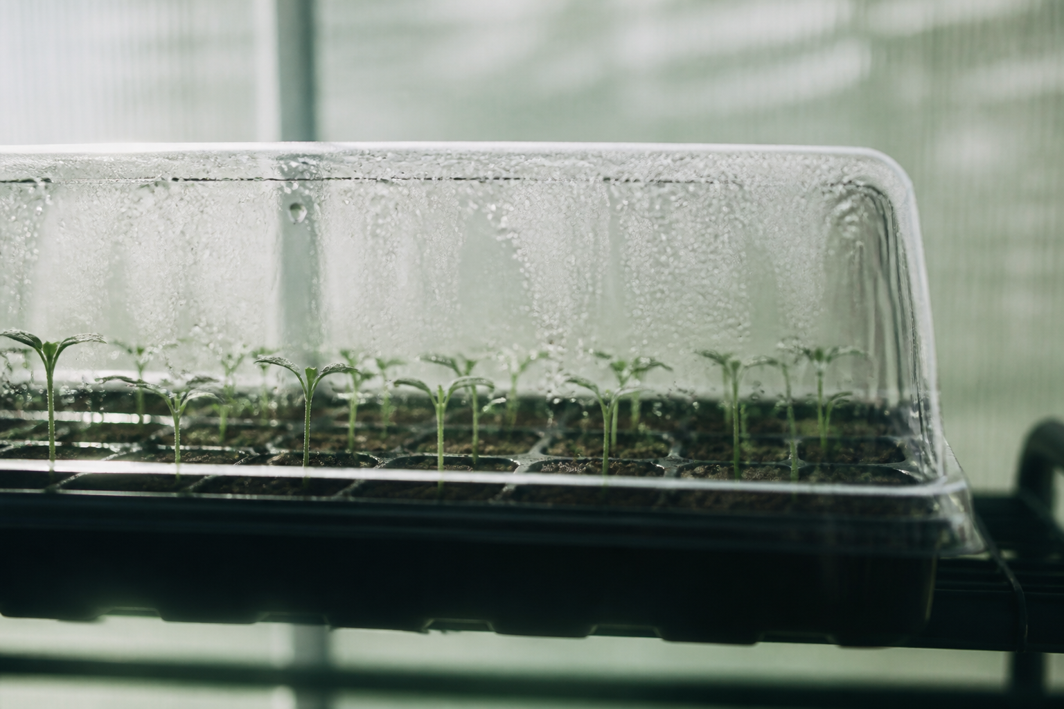 Propagation tray with condensation representing controlled software development environment